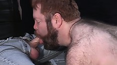 Hairy gay bear is on his knees, sucking masked man's dick, in his jockstrap
